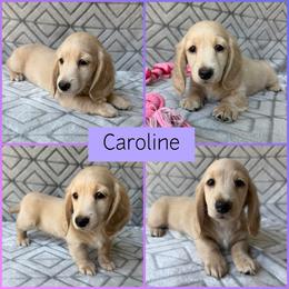Cream Longhair - Pet Only - 4000 - Caroline - Cream female Dachshund puppy in Pauls Valley, Oklahoma from Simply Happy Dachshunds