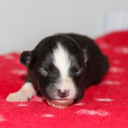 Dolly - Black tri-color female Australian Shepherd puppy in Crane, Missouri from Westrip Angus & Aussies