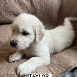 Girl 1 - female Golden Retriever puppy in Berea, Kentucky from Lucky Golden Ranch