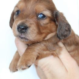 Poppy - Dapple female Dachshund puppy in Stockton, California from Wiggles & Wags Dachshund's