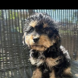 Raspberry - Black and tan female Cavapoo puppy in Austin, Texas from Doodles of Central Texas