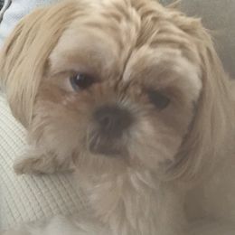 Luna - Shih Tzu