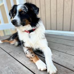 Rev - Blue merle female Miniature Australian Shepherd puppy in Dayton, Washington from Rafter 22 Aussies