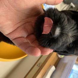 Giant Schnauzer Puppies from Mandy’s Giant Schnauzers