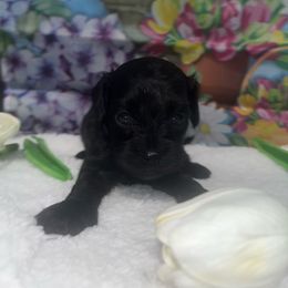Boy 3 - Black male Cavapoo puppy in Savannah, Georgia from Hollywood Furbabies LLC