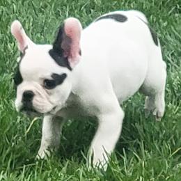 Daisy - White and black female French Bulldog puppy in Cameron, Missouri from Absolute Frenchie Connection