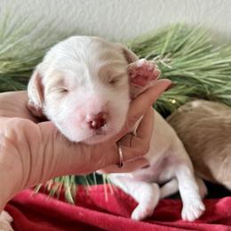 Chili (Orange) - female Golden Mountain Doodle puppy in Twin Falls, Idaho from Magic Valley Family Doodles