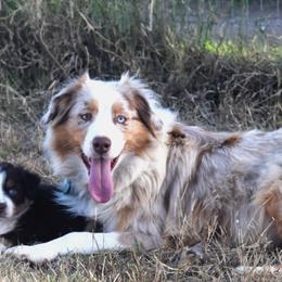 Cookie - Australian Shepherd