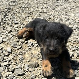 Jagdterrier puppies from Oregon Jagdterrier