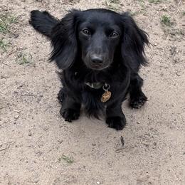 Rambo - Dachshund