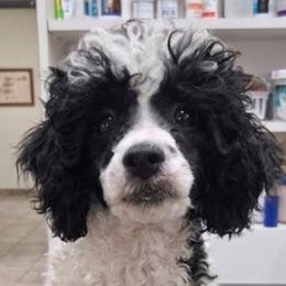 Mikey - Black and white male Companion Cross puppy in Macon, Georgia from Shipoo Lane
