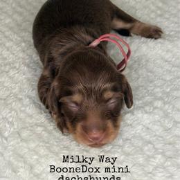 Milky Way - Chocolate and cream female Dachshund puppy in Lexington, Oklahoma from BooneDox Miniature Dachshunds