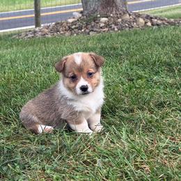 Zinnia - Red and white female American Corgi puppy in Scottown, Ohio from Wyndy Ridge Corgis
