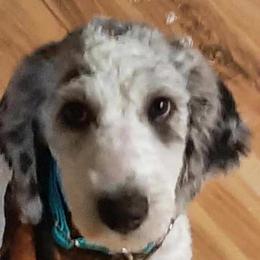 Zammis   Sold - Aussiedoodle puppy from Love my doodles/ Aussiedoodle love