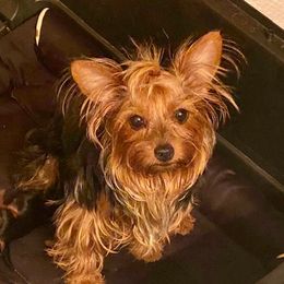Meika - Yorkshire Terrier