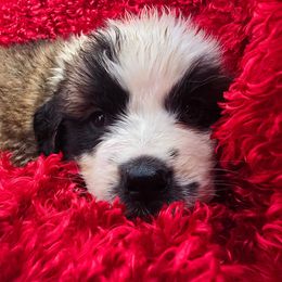 Stocking - Red and white male Saint Bernard puppy in Castle Rock, Washington from PNW Saint Berdoodles