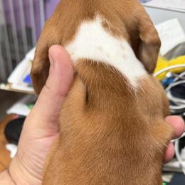 Dachshund Puppies from Witchy Woman’s Wiener’s