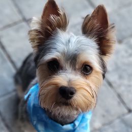 Tucker - Yorkshire Terrier