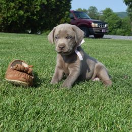 Dilute Retriever Puppies from Royalty Retrievers