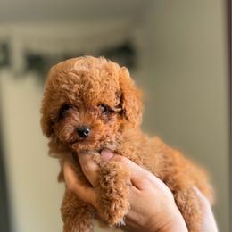 Gizmo - Red  male Poodle puppy in Lancaster, California from Fancy Red Poodles