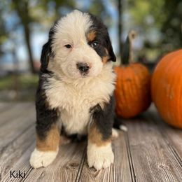 Girl 1 - Bernese Mountain Dog puppy from Milan Berners