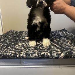 Akita and Portuguese Water Dog Puppies from Cades Akitas