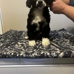 Akita and Portuguese Water Dog Puppies from Cades Akitas
