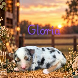 Gloria - Blue merle female Miniature Australian Shepherd puppy in Oronogo, Missouri from Dutton's Show Me Farms