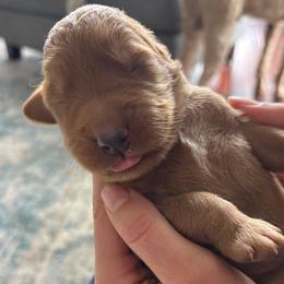 Girl 1 - Red  female Goldendoodle puppy in Mattawan, Michigan from Doodifuldoods