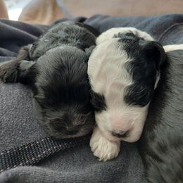 Cavapoos from Carlson Cavapoos