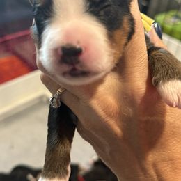 Boy 4 - Tri-color male Bernese Mountain Dog puppy in Gardner, Kansas from Faith and Family Farm