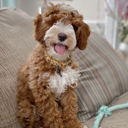 Prim - Australian Labradoodle