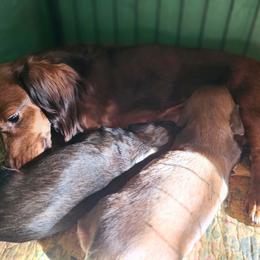 Dachshund puppies from Small Batch Doxies
