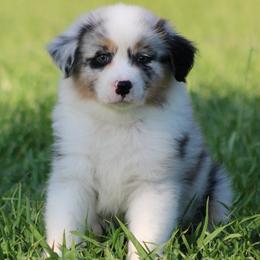 Blue Merle Male 3 - Blue merle male Australian Shepherd puppy in Northport, Alabama from Sipsey River Australian Shepherds