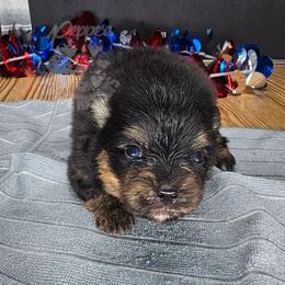 Pepper's All Apologies - Apollo - Black and tan male Pomeranian puppy in Plant City, Florida from Pepper's Pomeranians