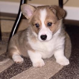 Jewel 3 - Red female Pembroke Welsh Corgi puppy in Tucson, Arizona from Sierrita Mountain Corgis