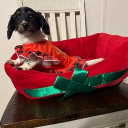 Minnie - Piebald female Dachshund puppy in Magnolia, Texas from J&R Macias Dachshunds