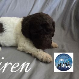 Siren - Parti female Poodle puppy in Petersburg, Virginia from Epic Quest Standard Poodles