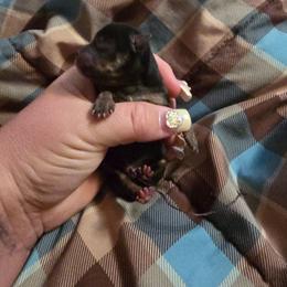 Bryson - Fawn brindled black male Chihuahua puppy in Amity, Pennsylvania from Baxters Chihuahuas
