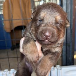 Trouble - Liver female German Shepherd puppy in New Cambria, Missouri from Des Hausraben Shepherds