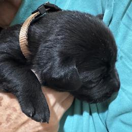 Boy 1 - Black male Labrador Retriever puppy in Conroe, Texas from XOM Retrievers