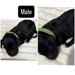 Green Collar - Black male Poodle puppy in League City, Texas from Chauffeured Poodles