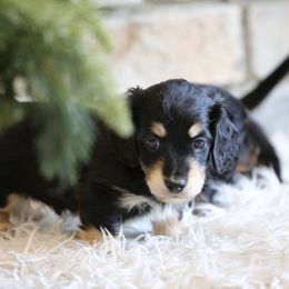 Dachshund Puppies from Gem State Mini Dachshunds
