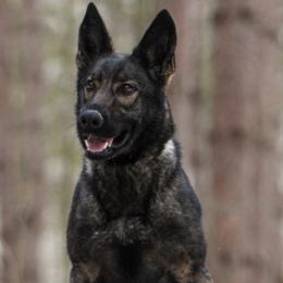Iwa - German Shepherd