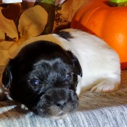 Coton de Tulear Puppies from Marilyn Edwards