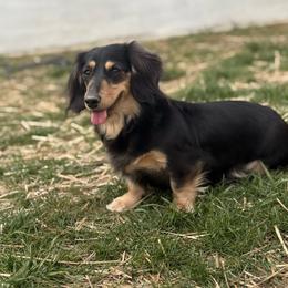 Lucy - Dachshund
