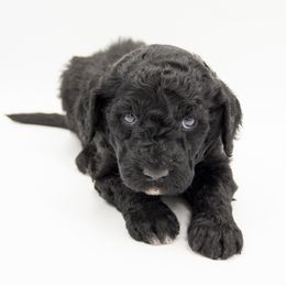 Blitzen - Blue Collar - Black male Labradoodle puppy in Lehi, Utah from Our Little Farm Life Doodles