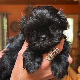 Twilight - Black male Shih Tzu puppy in Nekoosa, Wisconsin from Brox Acres House of Fur LLC