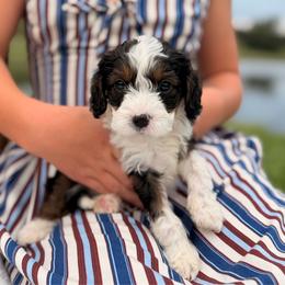 Oak - Tri-color male Cavapoo puppy in Somerset, Kentucky from Hilltop Doodles KY LLC