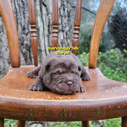 Mike - Brown male Chinese Shar-Pei puppy in Minden, Louisiana from Zoey's Waggly Tails